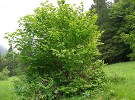Orme Champêtre (Ulmus Campestris) : vente arbres forestiers | Pépiniériste  | Pépinières Naudet