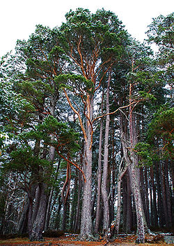  Pinus sylvestris