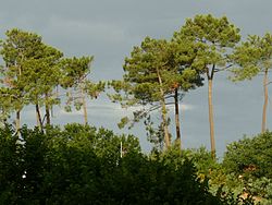  Pinus pinaster